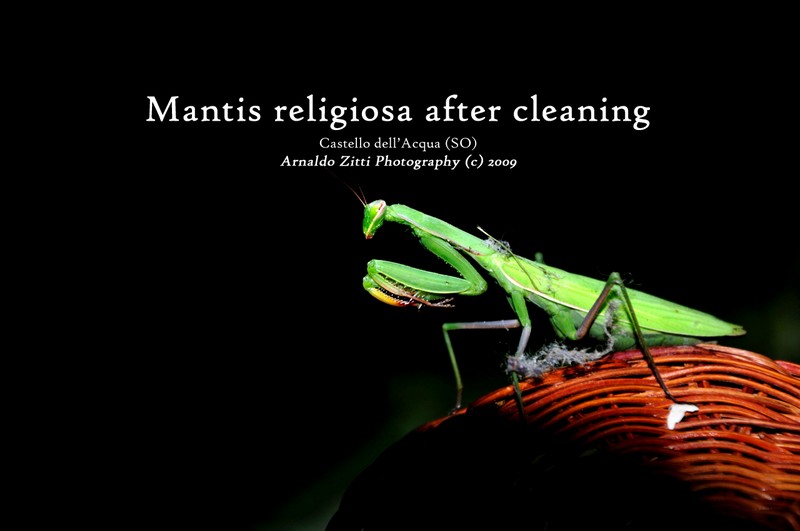 Mantis religiosa after cleaning
